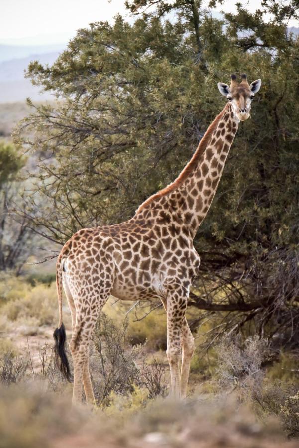 Mont Eco Game Reserve Montagu Eksteriør billede