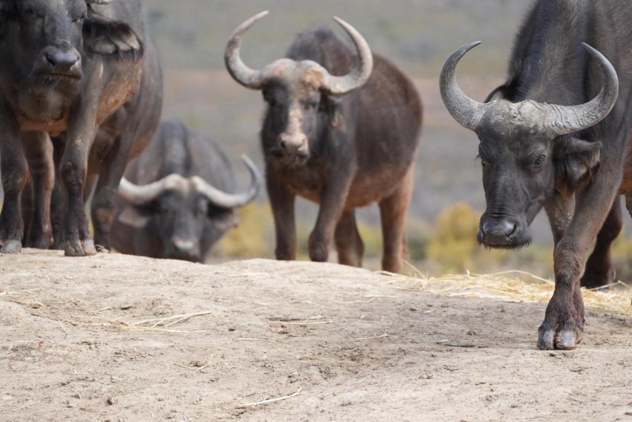 Mont Eco Game Reserve Montagu Eksteriør billede