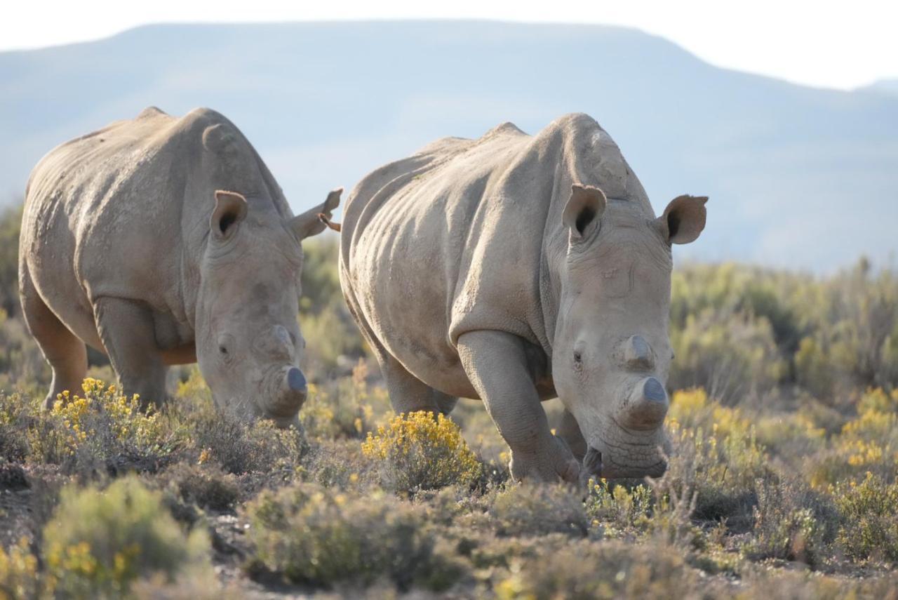 Mont Eco Game Reserve Montagu Eksteriør billede