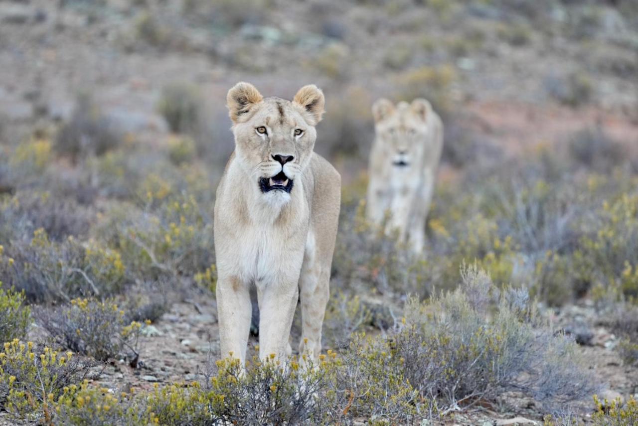 Mont Eco Game Reserve Montagu Eksteriør billede