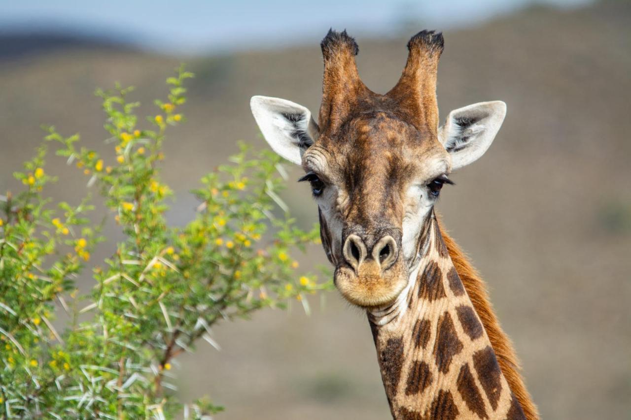 Mont Eco Game Reserve Montagu Eksteriør billede