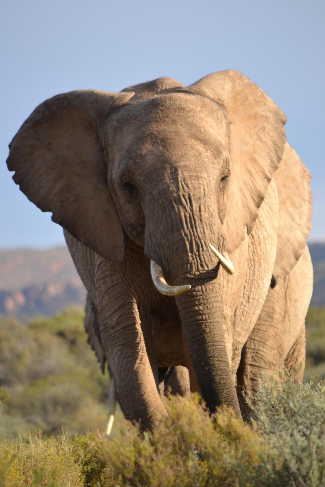 Mont Eco Game Reserve Montagu Eksteriør billede