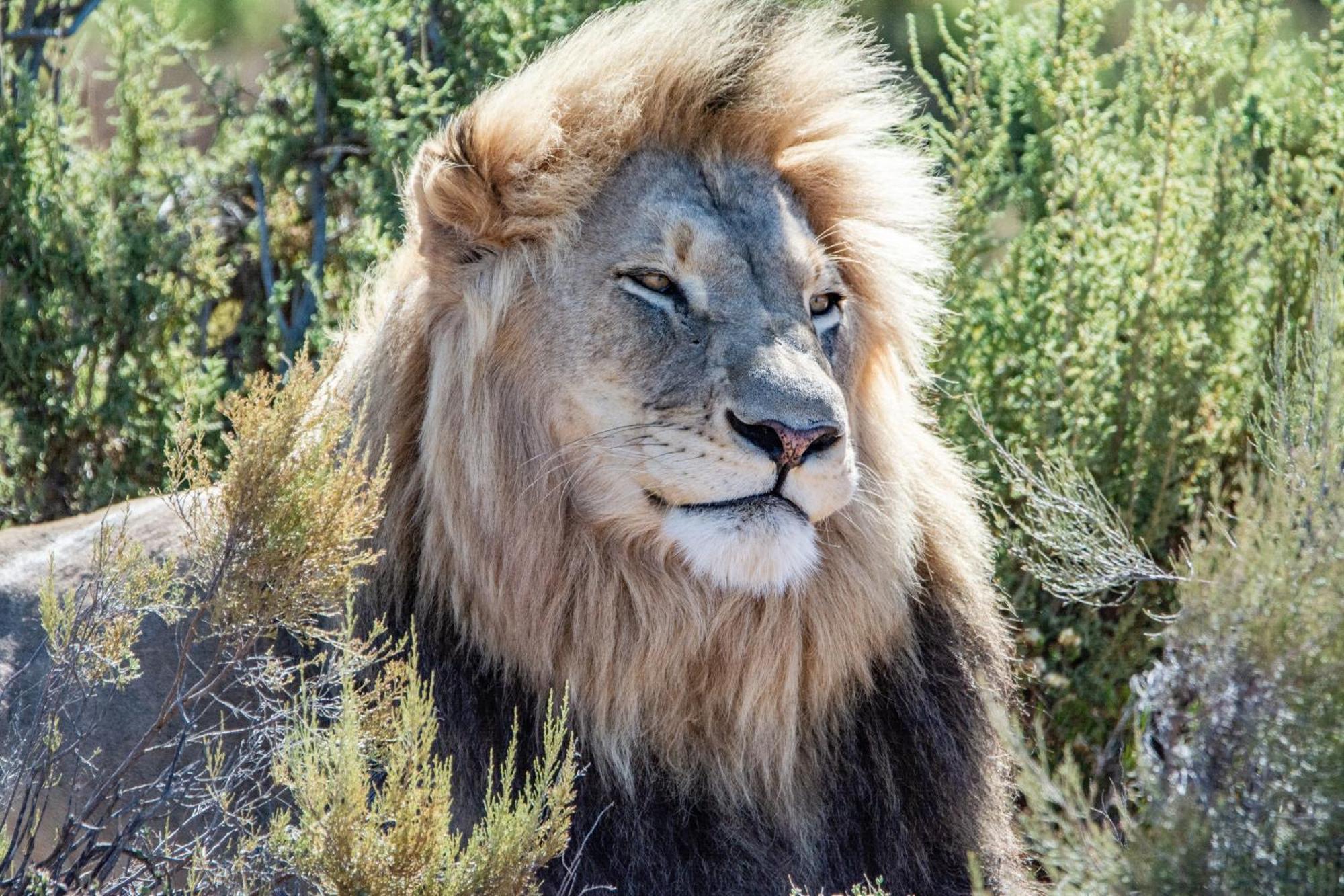 Mont Eco Game Reserve Montagu Eksteriør billede